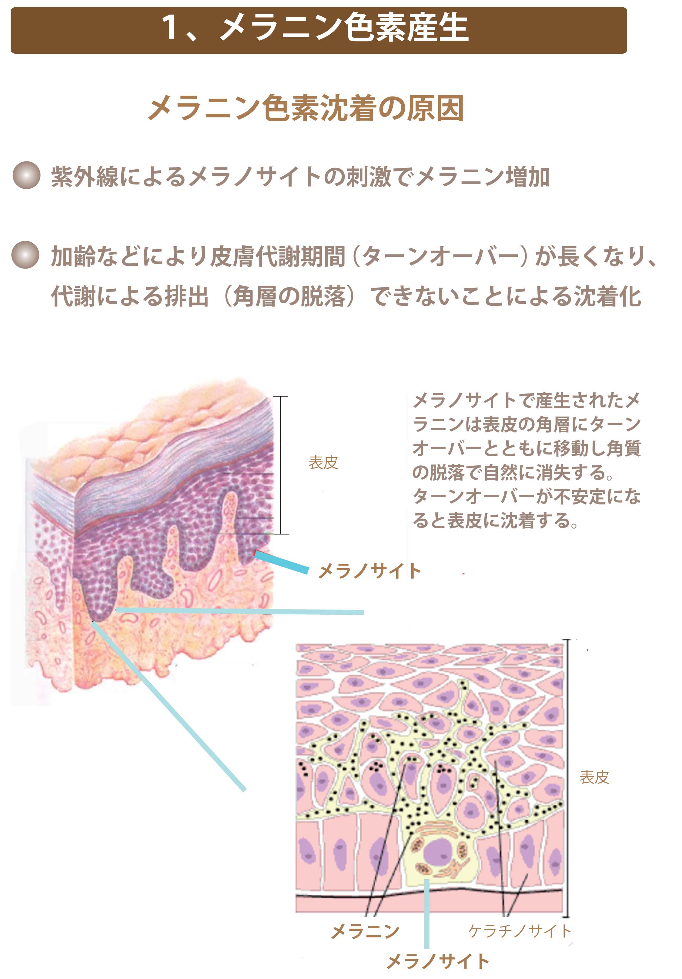 メラニン産生